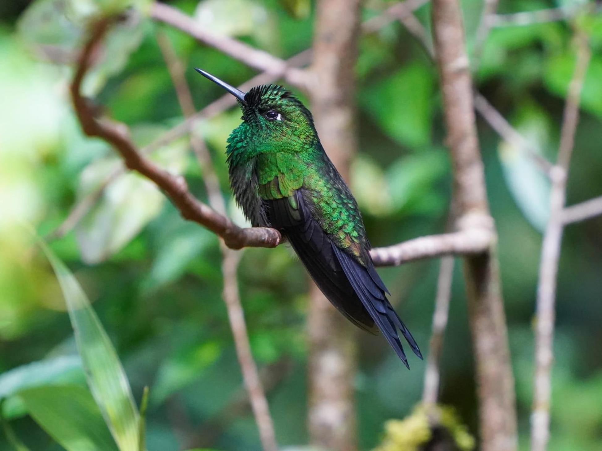 Campo Azul #2 - Monteverde Exteriör bild