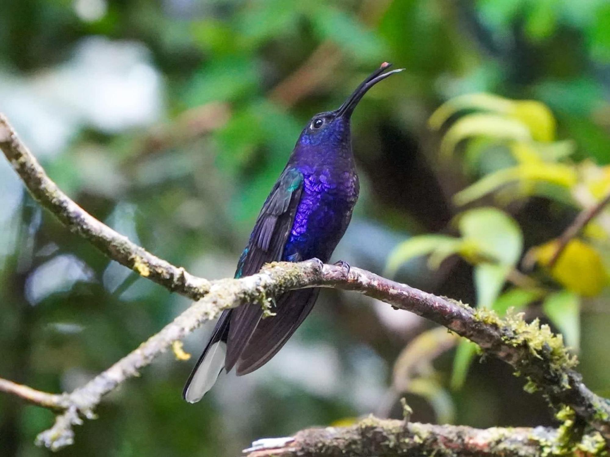 Campo Azul #2 - Monteverde Exteriör bild